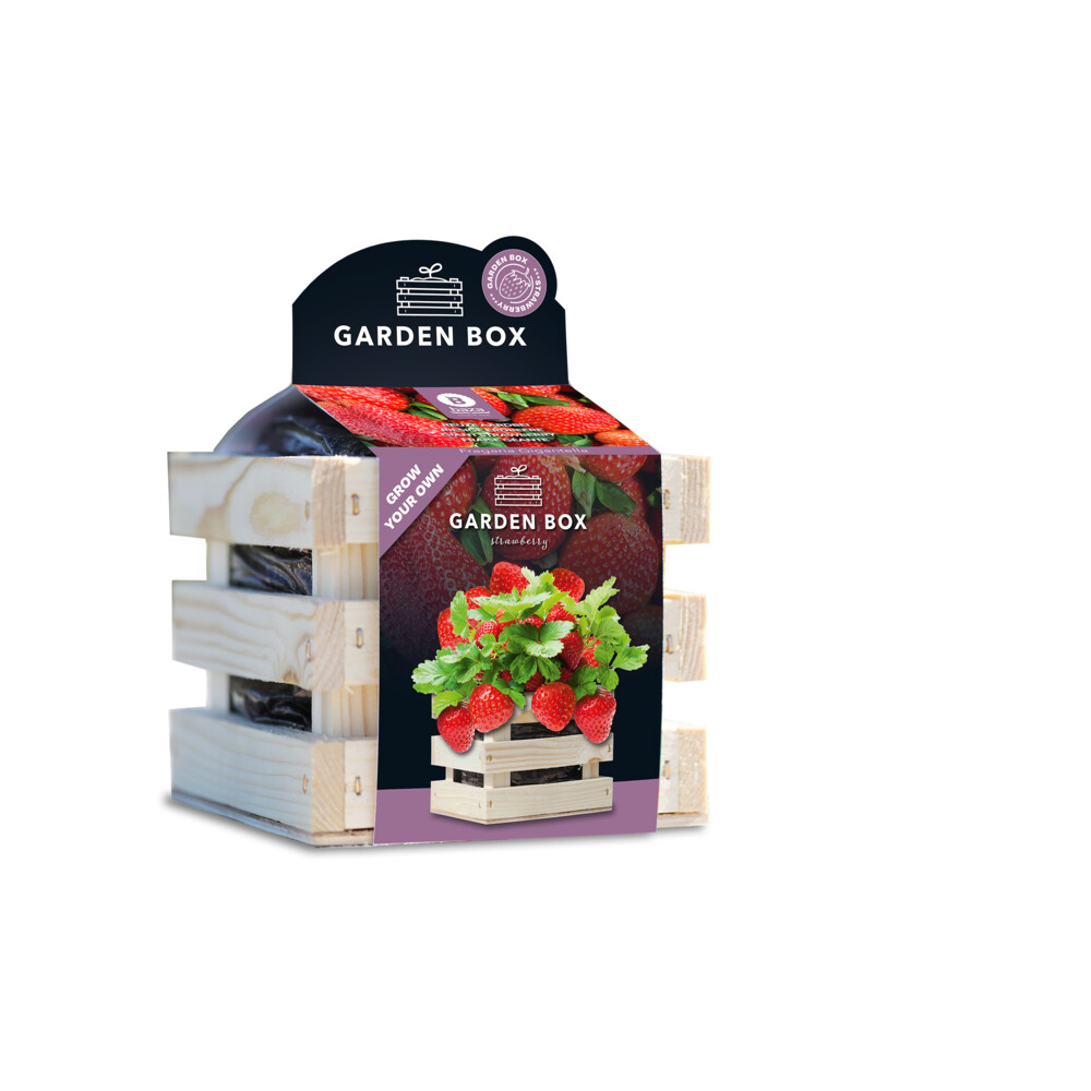 Baza Garden Box Strawberry Reuze Aardbei