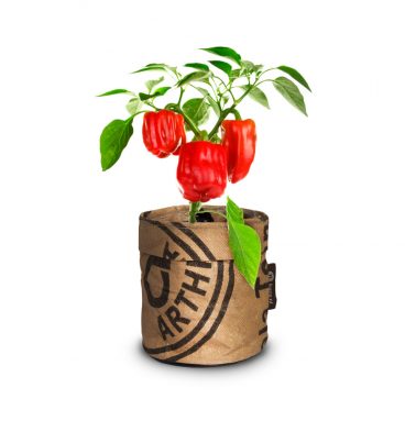 Baza Keukentuintje Bio Paprika Piquillo