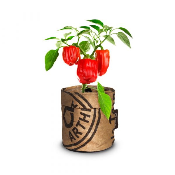 Baza Keukentuintje Bio Paprika Piquillo