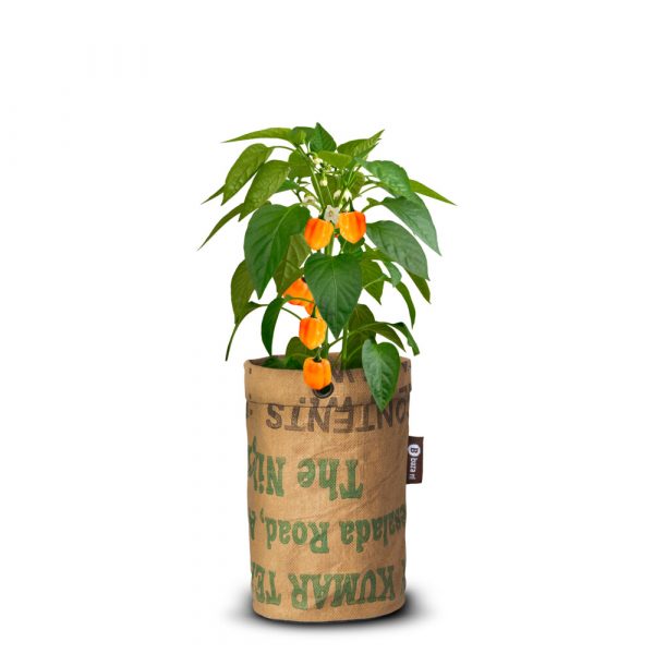 Baza Pepperclub Bio Habanero Orange